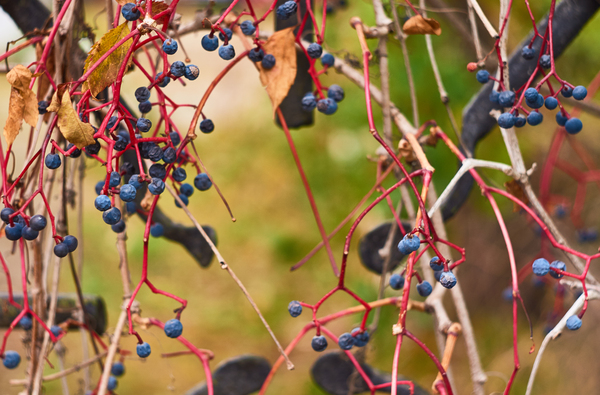 Wild grapes. - My, The photo, Photo, Autumn, Pentax, Soviet optics