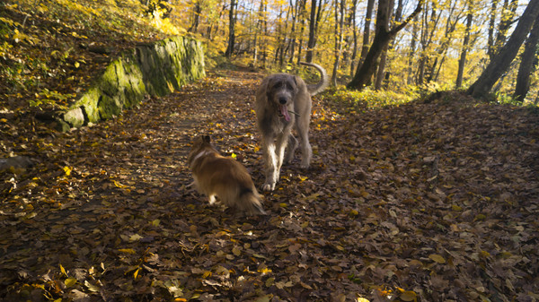 We are still in autumn. - My, Irish wolfhound, Sheltie, Chewbacca, Wookiees, Forest, Autumn, Hot Key, Longpost