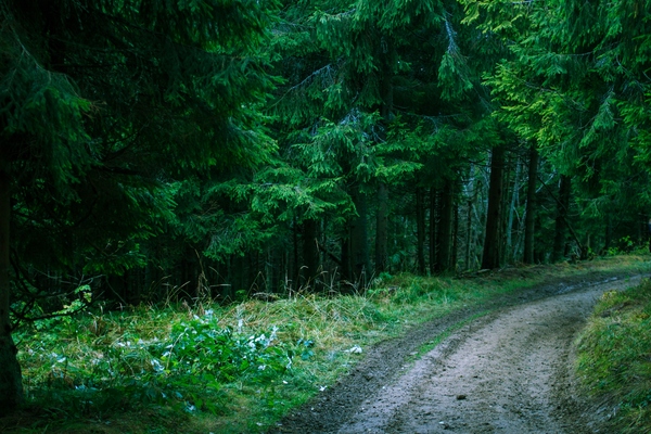 Forest Road - Road, Forest, My, Greenery, Flowers