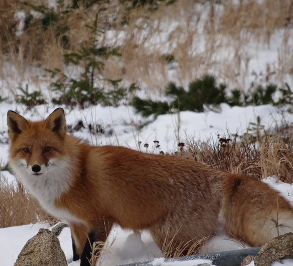 Selection from last weekend on Sakhalin - Photo, Sakhalin, Nature, beauty, Fox, Snow, Forest, , Longpost