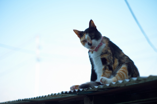 Безудержное веселье