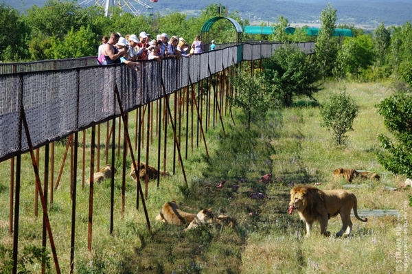 Park of real kings of the forest - Nature, Russia, Tourism, Travels, Zoo, Animals, a lion, Crimea, Longpost