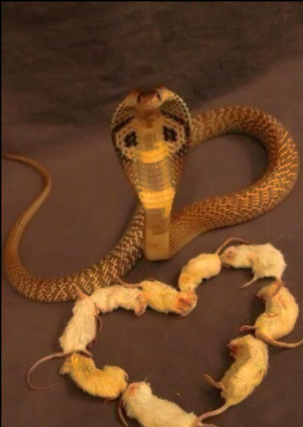 Romantic dinner for your loved one - Snake, Dinner, Romance