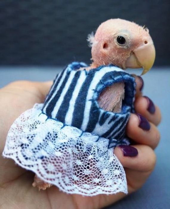 The featherless parrot has become a social media star - A parrot, Feathers, Animals, Birds, Cloth, Outfit, Longpost