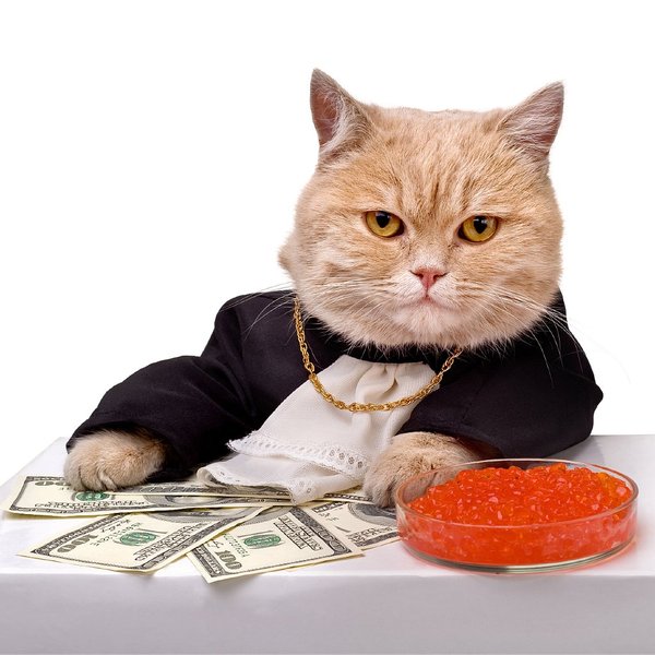 In Moscow, 13 tons of red caviar were stolen through a hole - Caviar, cat, Theft, Dream