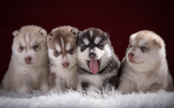 Toddlers - Husky, Puppies, Milota, 