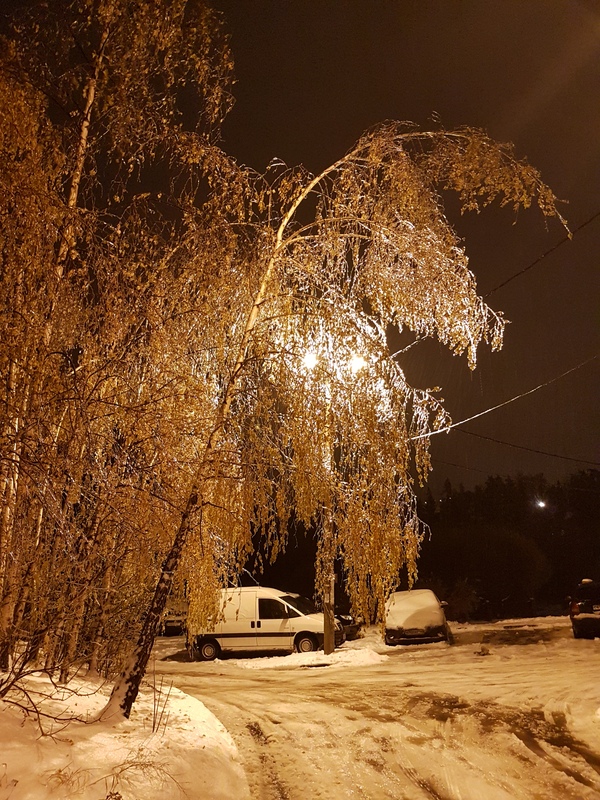 Trees after freezing rain in Pushkino - My, My, Rain, Pushkino, Tree, Longpost