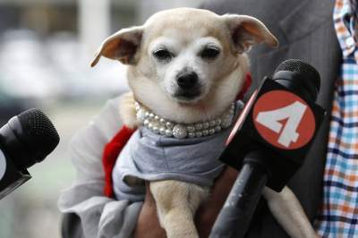 Cute dog becomes mayor of San Francisco - San Francisco, USA, America, Mayor, Chihuahua, Longpost