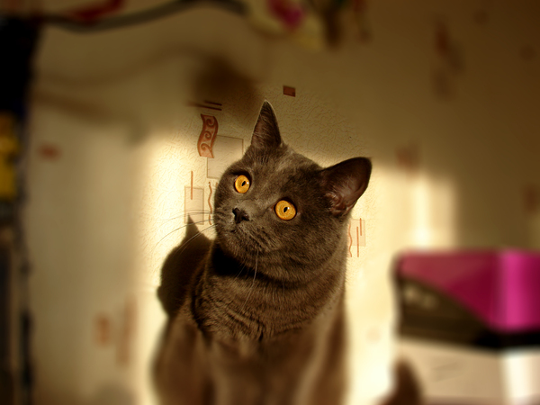 ����� �� ����� ������� �����������