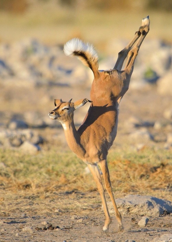 Natural grace and dexterity)) - Photo, Animals, Grace