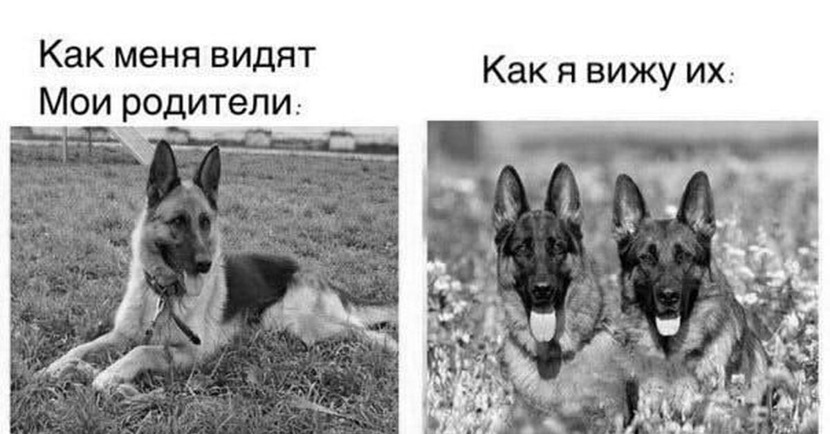 Овчарки | Пикабу