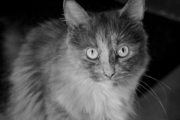 Just a photo of a cat - My, cat, Photographer, Black and white photo, I want criticism