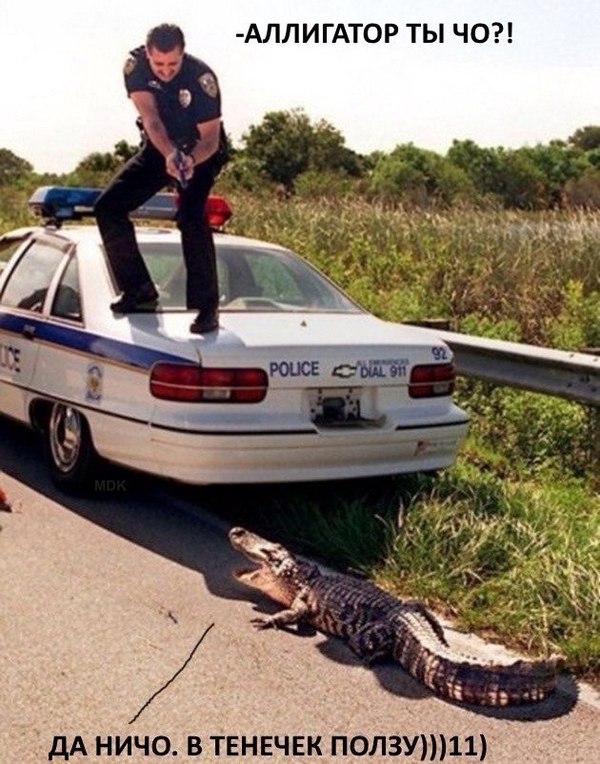 Police chaos - Humor, Crocodile, Police, Crocodiles