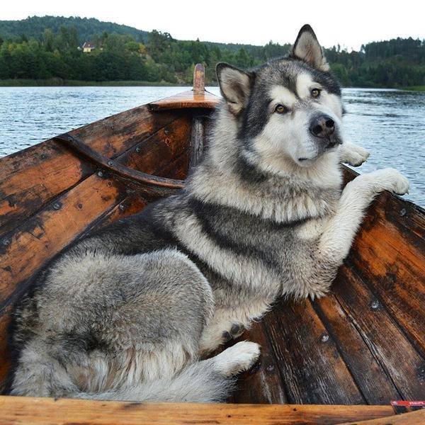 Lake explorer. - Dog, Photo, Lake, Nature, A boat, Research