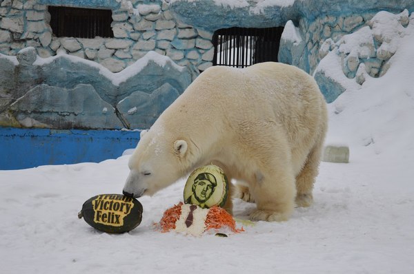 bear predictor - US elections, Donald Trump, Polar bear, Cake, Seer