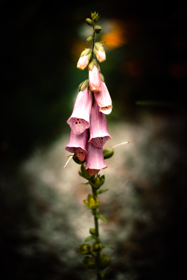 digitalis. Foxglove in its grandeur. Killer beauty. Dangerous even for vegans - My, Foxglove, Flowers, Summer, Photoshop, Forest, Pentax, Travels