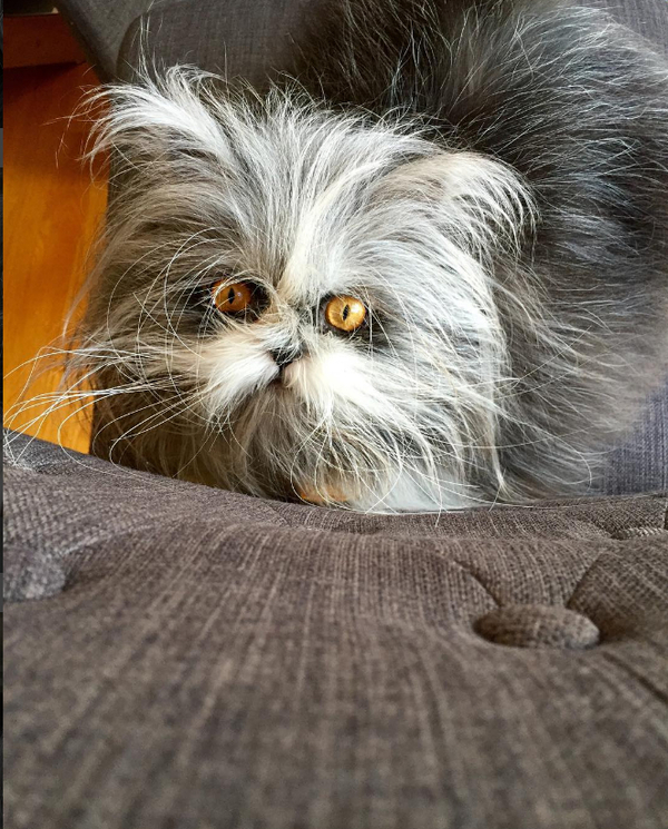 Catdog (or dogcat?) Atchoum is the new internet celebrity. - cat, Kotopes, , Longpost