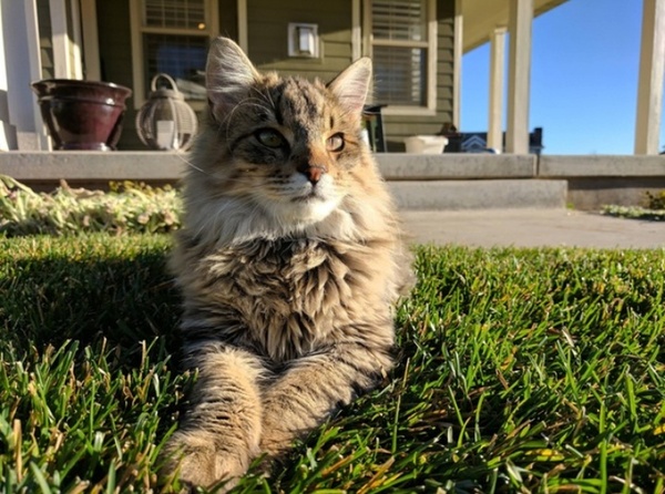 My majestic man. - cat, Photo, Majesty, Sight