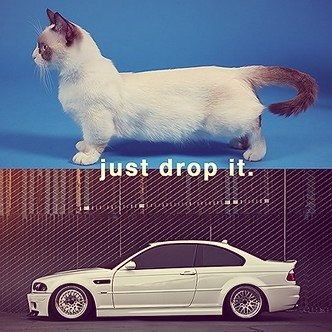 Stance cat BMW, E46, , Stance