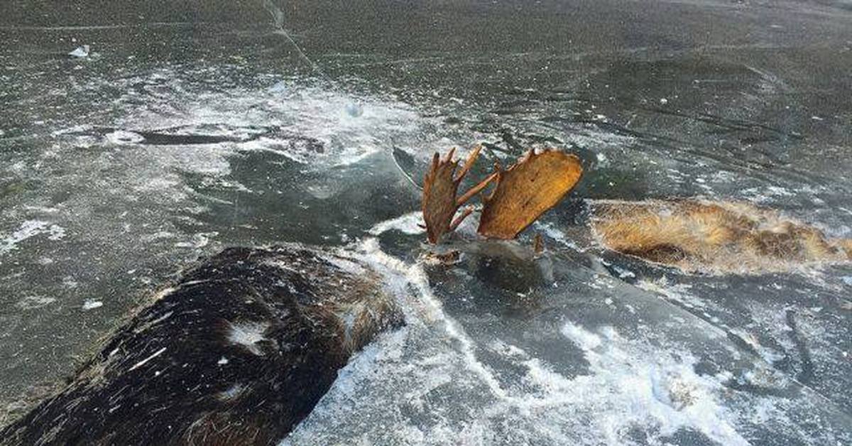 птицы вмерзли в лед. замороженные животные во льду. лебеди на замерзающем озере. замерзшие птицы. лягушка во льду.