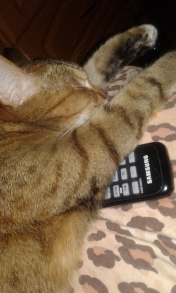 ok, I'll check the computer. - My, cat, TV set, Remote controller