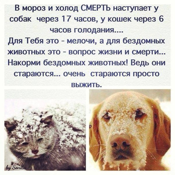 Che like paskuda, creatures. - Cold, Winter, cat, Dog, Death, Hunger, Indifference