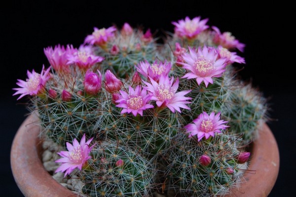 Some interesting facts about cacti - Longpost, Interesting, Cactus