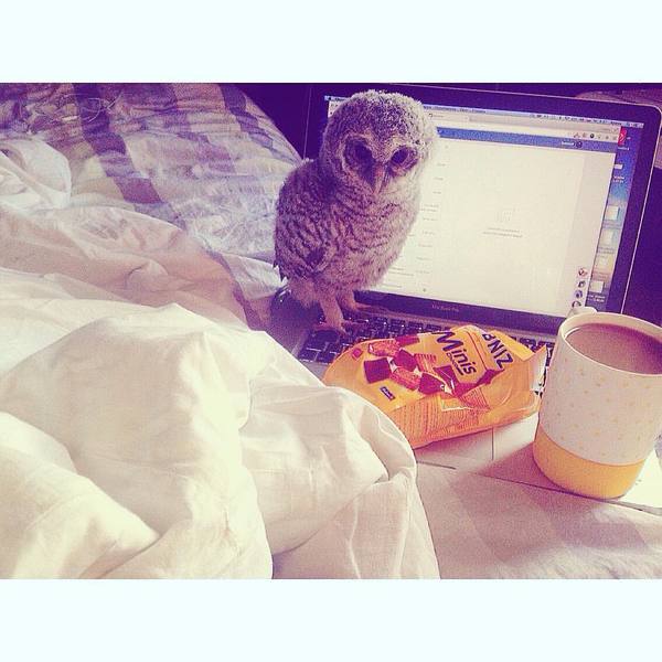 Good morning :) - My, Morning, Owl, Grey Owl, Coffee, Animals