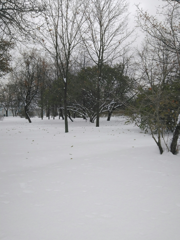 Resist to the last - My, Winter, Snow, Foliage, Saint Petersburg