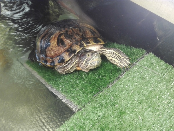 ��������� ����