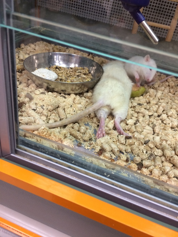 Just a sleeping rat - My, Rat, Pet Shop, Dream