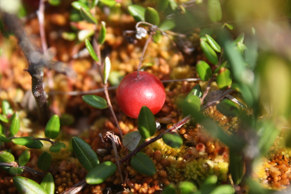 A little cranberry in a ribbon - My, Cranberry, Nature, Swamp, Forest, Photo