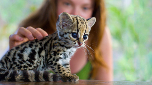 little ocelot - cat, Ocelot, Nature, Small cats, Cat family, Predatory animals, The photo, Young