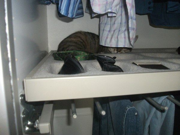 Everything should have its place in the house. - Prison, Photo, Incarceration, Place, Closet, cat