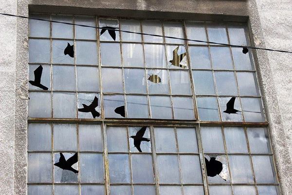 Frame - Frame, Birds, Glass