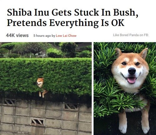 What a lovely day - Shiba Inu, Dog, Things are good