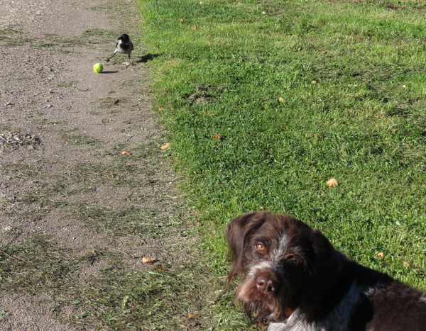 Impudence - My, Dog, Crow, Animals