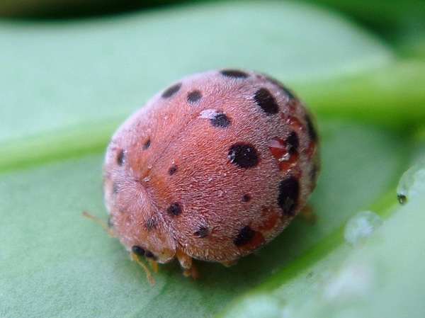 ladybug - Goa, India, Insects, The photo, ladybug