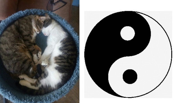 Harmonious kittens - cat, Yin Yang