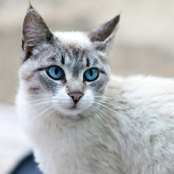 Vaska - My, cat, Milota, , beautiful cat, , Pet, Animals, Pets