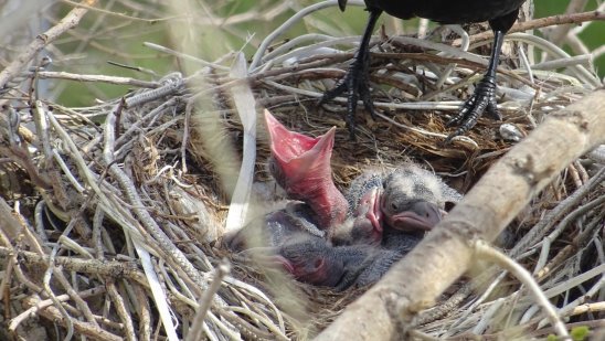 The history of one family - My, Nest, Time is running, Dacha, Longpost