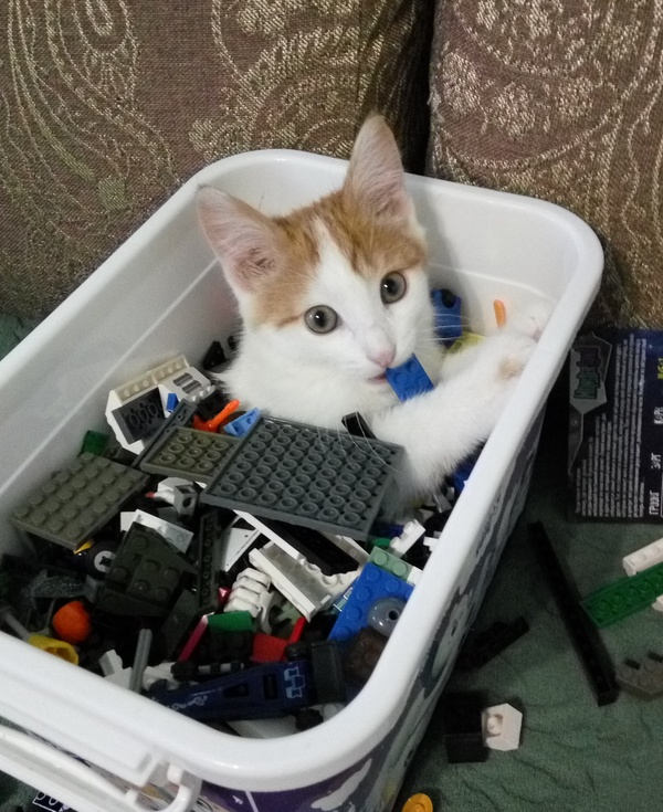 Lego cat bath. - My, cat, Bath, Lego