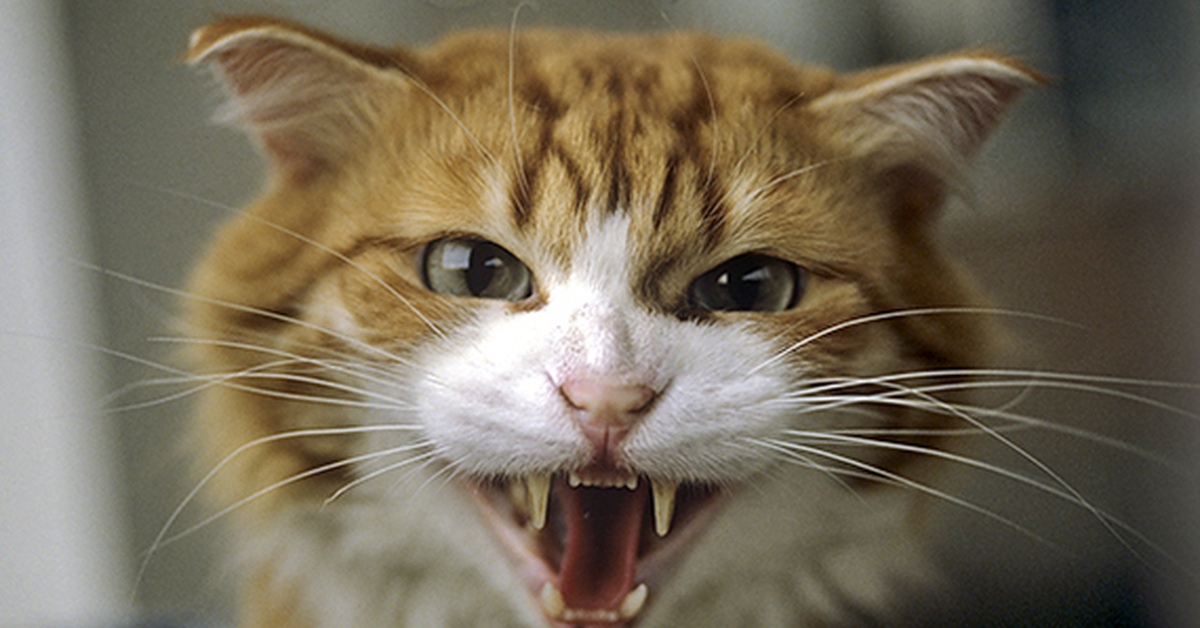 Агрессивные звуки котов. Агрессивный кот. Бешеный кот. Кот шипит. Рыжий кот шипит.