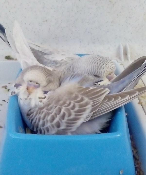 Budgerigars or show budgerigar chicks - Longpost, , Budgies, , , Birds, My