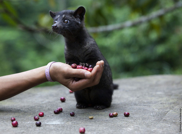 This is musang - Musang, Coffee