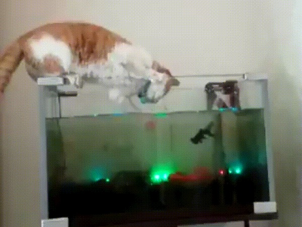 Кот на рыбалке Кот, Котомафия, Милота, Рыбалка, Гифка, Длиннопост