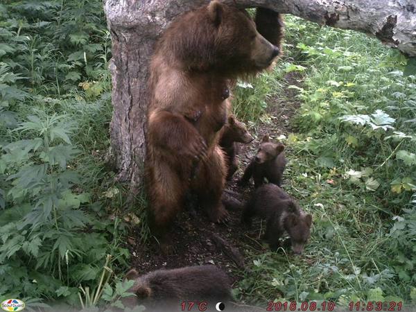 The work of biologists with bears on the Kuril Lake - The Bears, Kamchatka, Mikhail Korostelev, Phototrap, Longpost