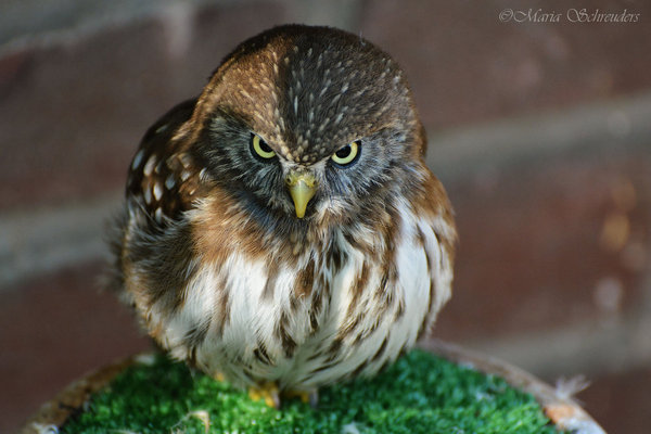 Grumpy owl , , , 