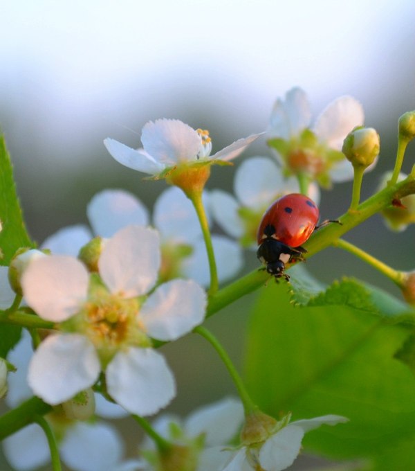 Ladybug and bird cherry - My, ladybug, Bird cherry, Spring, My, Longpost