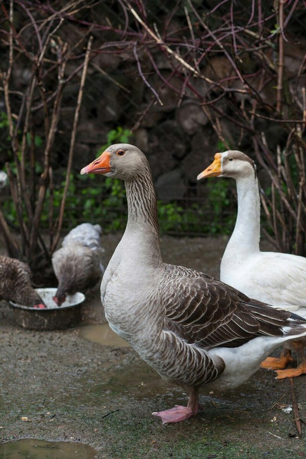 Geese - My, Гусь, Pet, Birds, Village, Pets